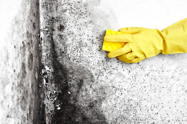 Best Mold Damage Restoration  in Kadelphia, AR